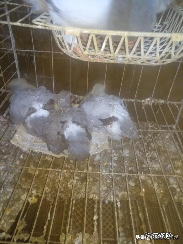 农村创业养殖好项目？ 想回农村创业，养殖什么好？