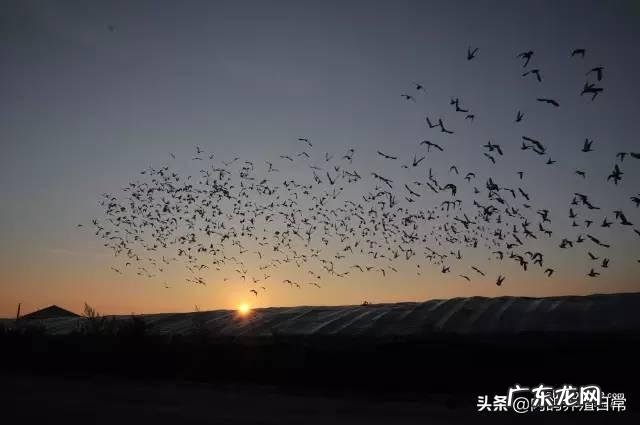 农村创业养殖好项目？ 想回农村创业，养殖什么好？