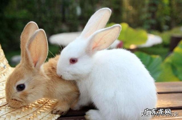 农村创业养殖好项目？ 想回农村创业，养殖什么好？