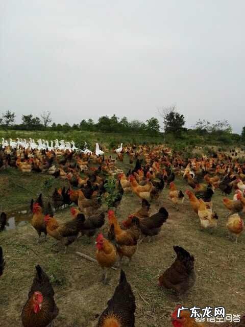 农村创业养殖好项目？ 想回农村创业，养殖什么好？