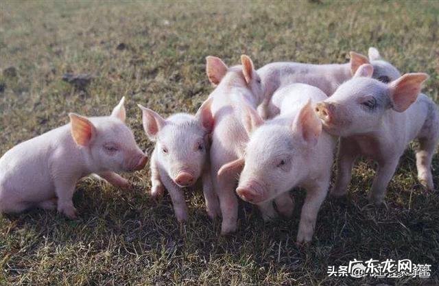 农村创业养殖好项目？ 想回农村创业，养殖什么好？