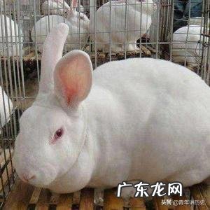 农村创业养殖好项目？ 想回农村创业，养殖什么好？