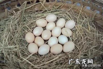 农村创业养殖好项目？ 想回农村创业，养殖什么好？