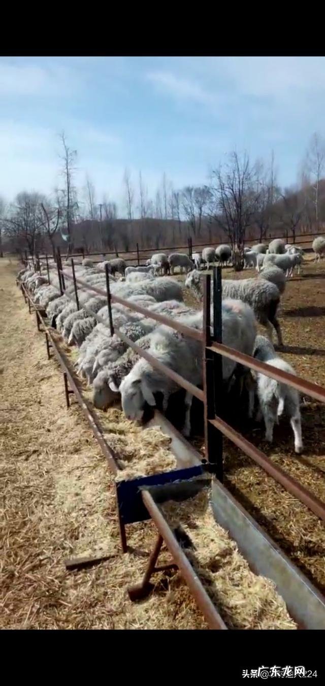 农村创业养殖好项目？ 想回农村创业，养殖什么好？