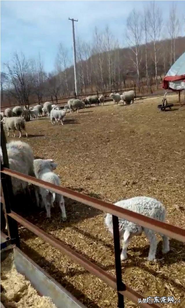 农村创业养殖好项目？ 想回农村创业，养殖什么好？