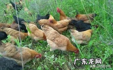 农村创业养殖好项目？ 想回农村创业，养殖什么好？