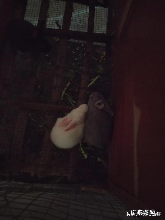 农村没本钱养什么好? 农村创业养殖什么好?