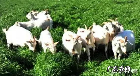 农村没本钱养什么好? 农村创业养殖什么好?