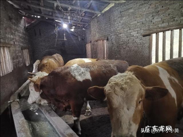 农村没本钱养什么好? 农村创业养殖什么好?