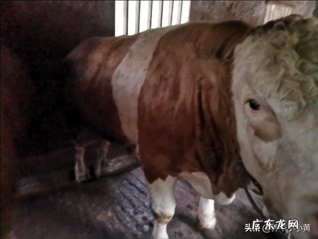 农村没本钱养什么好? 农村创业养殖什么好?