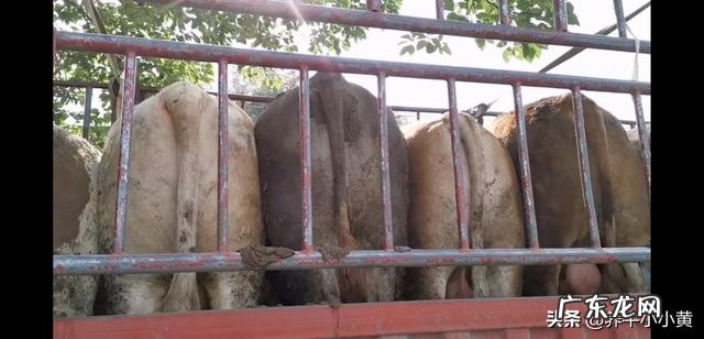 农村没本钱养什么好? 农村创业养殖什么好?