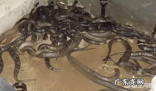 农村没本钱养什么好? 农村创业养殖什么好?