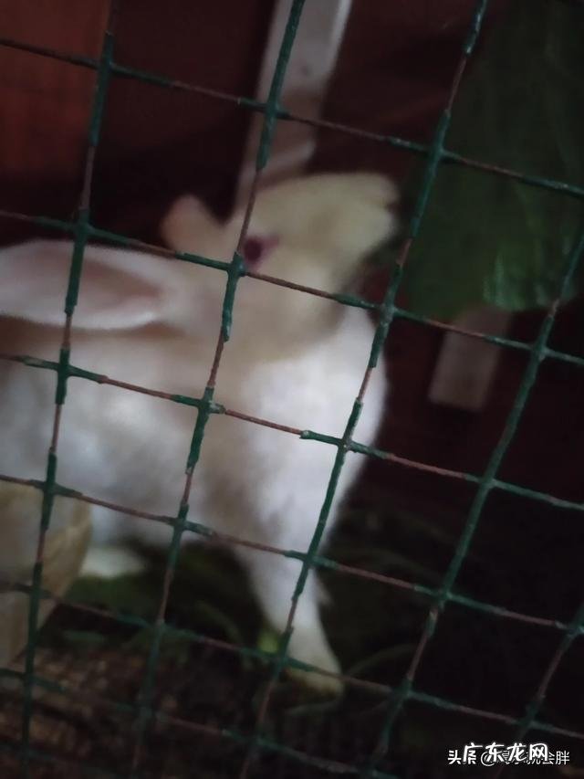 农村没本钱养什么好? 农村创业养殖什么好?