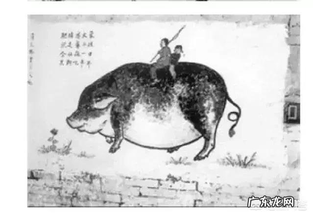 农村没本钱养什么好? 农村创业养殖什么好?