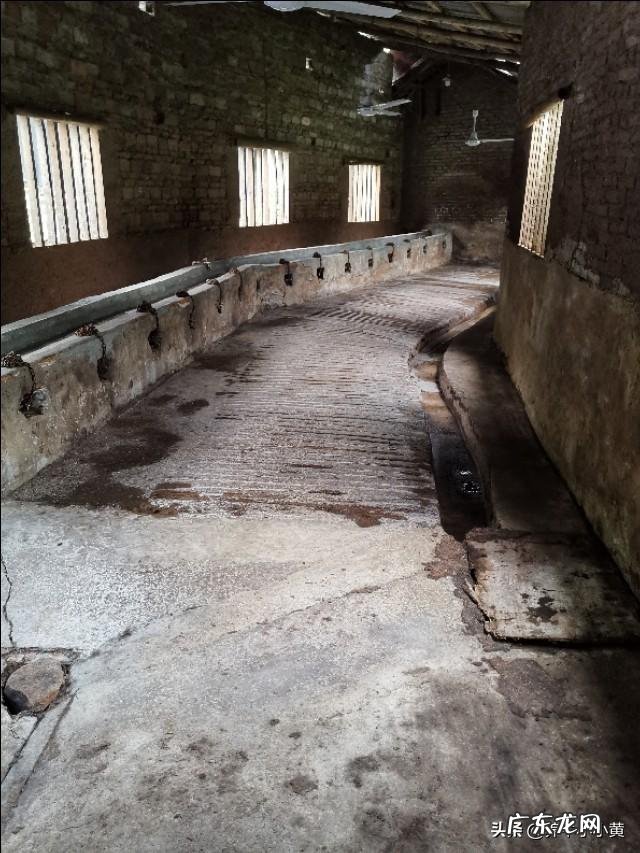 农村没本钱养什么好? 农村创业养殖什么好?