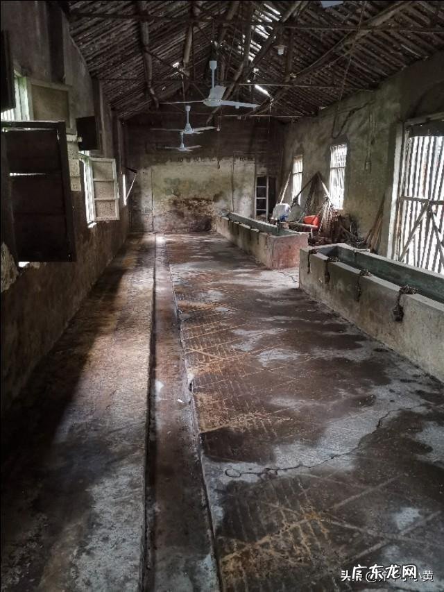 农村没本钱养什么好? 农村创业养殖什么好?