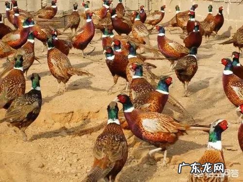 农村没本钱养什么好? 农村创业养殖什么好?