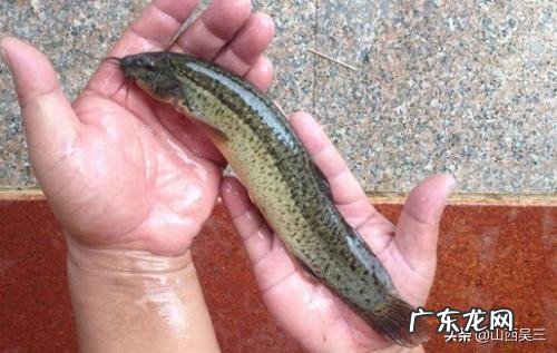 农村没本钱养什么好? 农村创业养殖什么好?