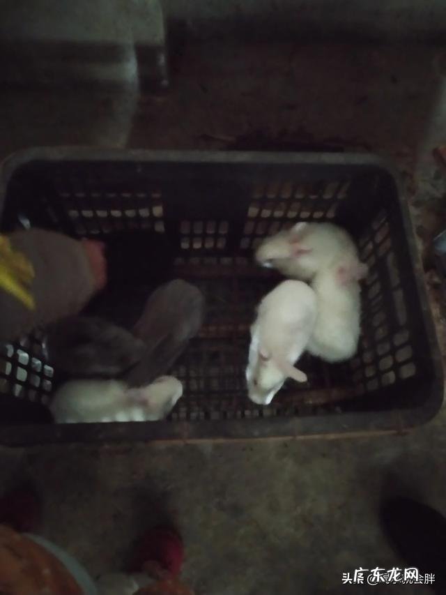 农村没本钱养什么好? 农村创业养殖什么好?