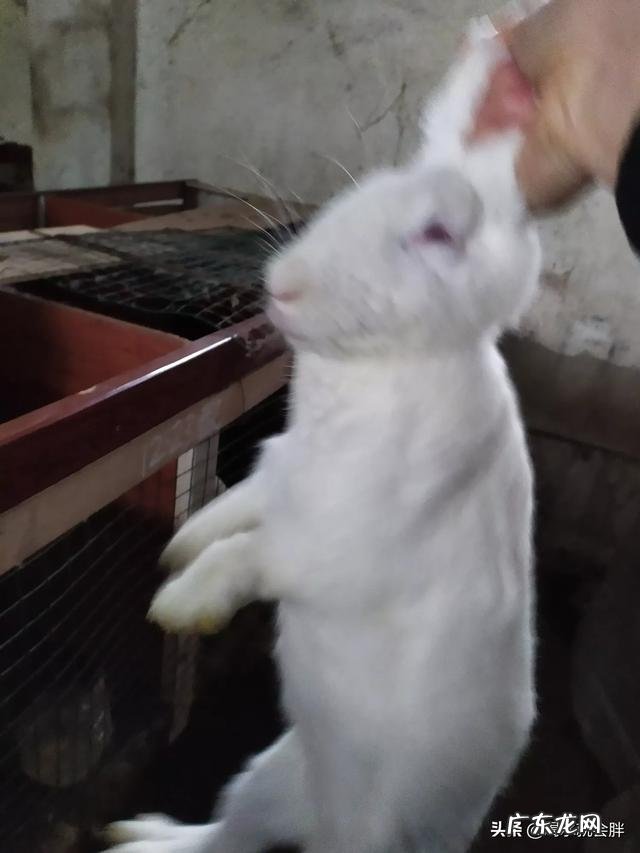 农村没本钱养什么好? 农村创业养殖什么好?