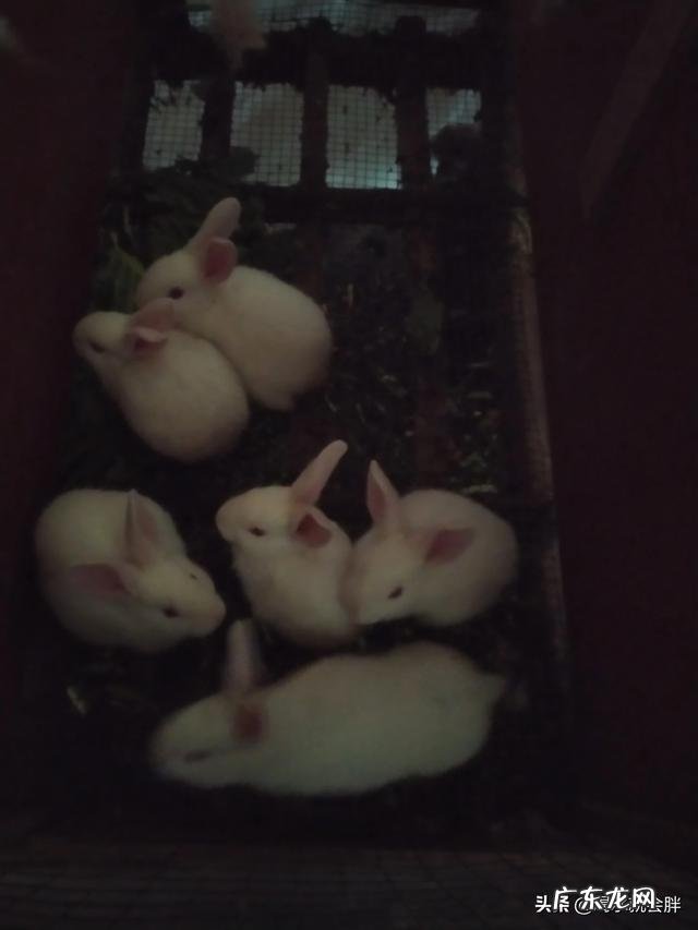 农村没本钱养什么好? 农村创业养殖什么好?