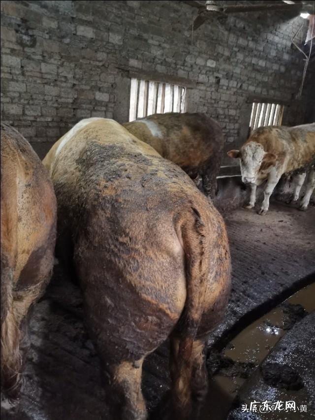 农村没本钱养什么好? 农村创业养殖什么好?