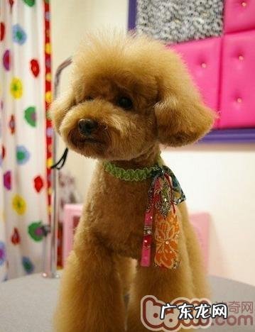 小狗夏季究竟该不该将全身上下头发剃掉