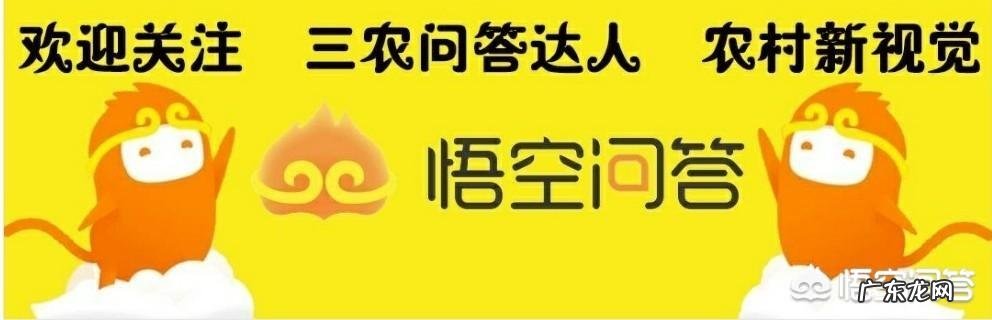 农村养殖业致富项目? 农村有哪些适合养殖的?