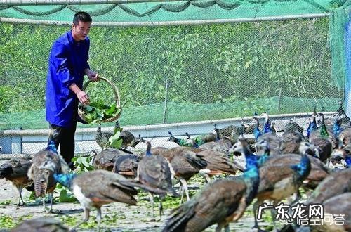 农村养殖业致富项目? 农村有哪些适合养殖的?