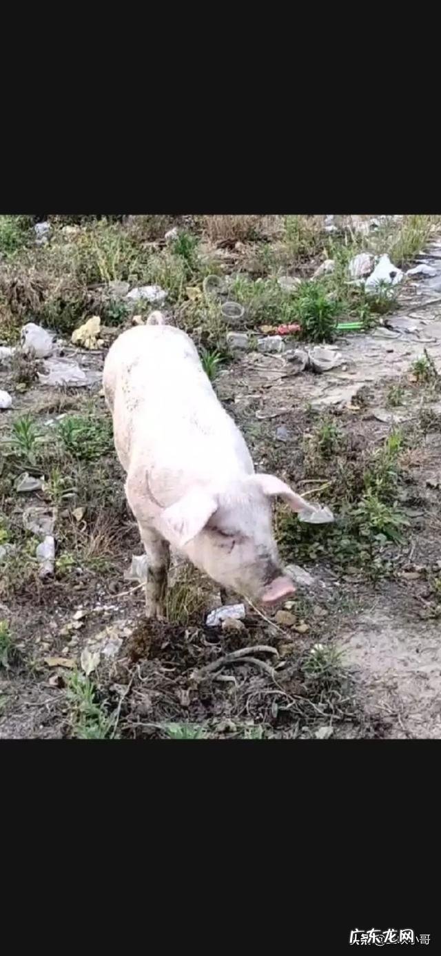 农村小成本养殖项目? 2020年适合农村养殖有哪些低成本项目?