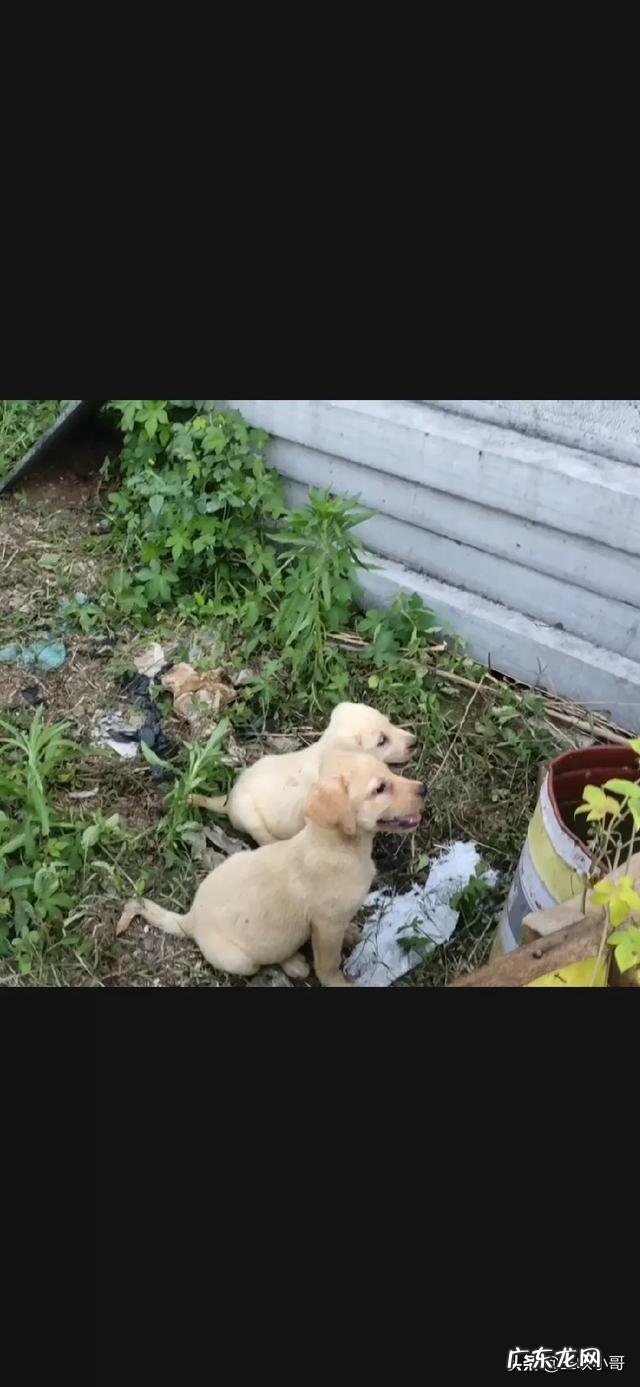 农村小成本养殖项目? 2020年适合农村养殖有哪些低成本项目?