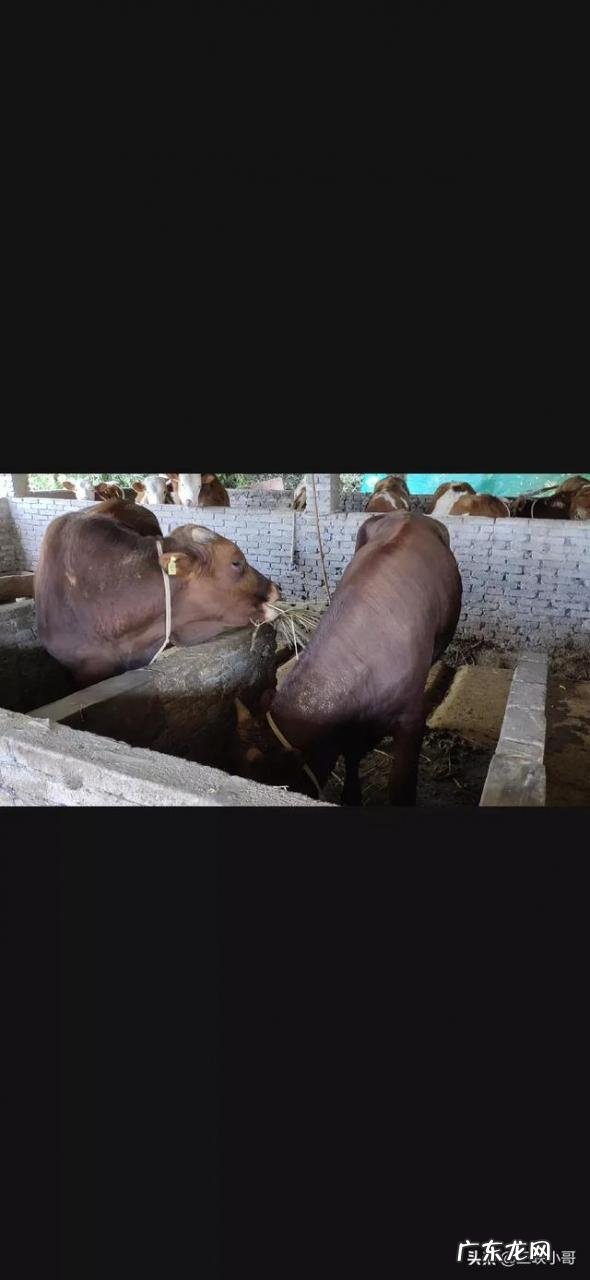 农村小成本养殖项目? 2020年适合农村养殖有哪些低成本项目?