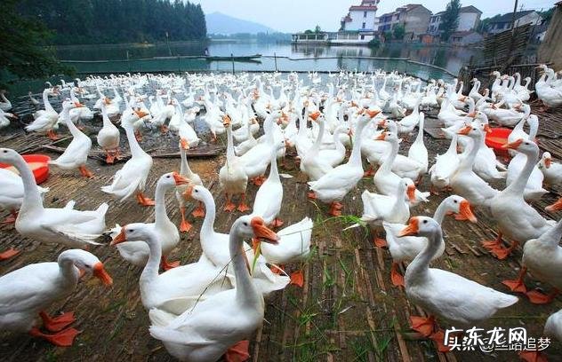 农村小成本养殖项目? 2020年适合农村养殖有哪些低成本项目?