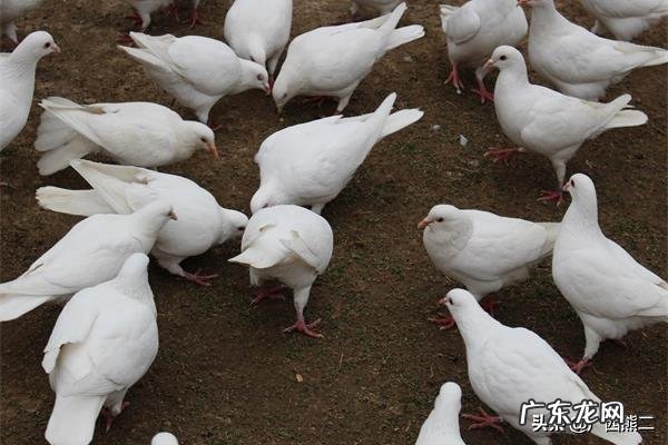 农村小成本养殖项目? 2020年适合农村养殖有哪些低成本项目?