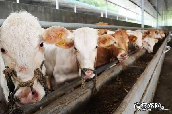 农村小成本养殖项目? 2020年适合农村养殖有哪些低成本项目?