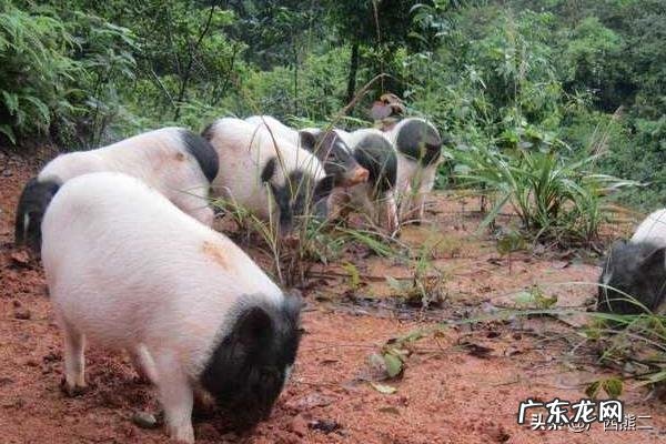 农村小成本养殖项目? 2020年适合农村养殖有哪些低成本项目?