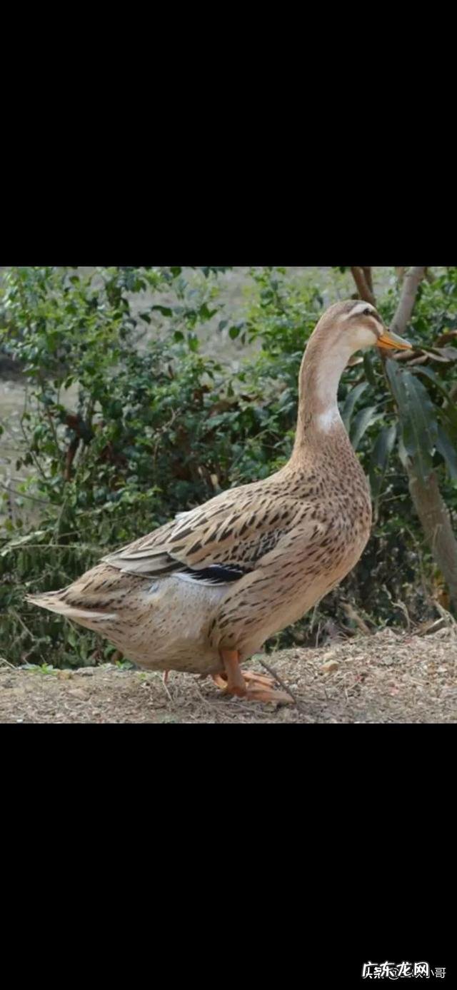 农村小成本养殖项目? 2020年适合农村养殖有哪些低成本项目?