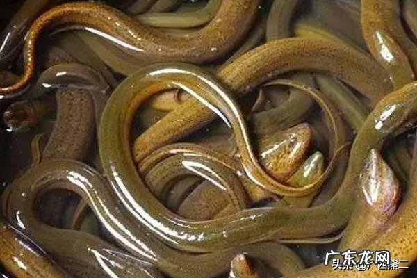 农村小成本养殖项目? 2020年适合农村养殖有哪些低成本项目?