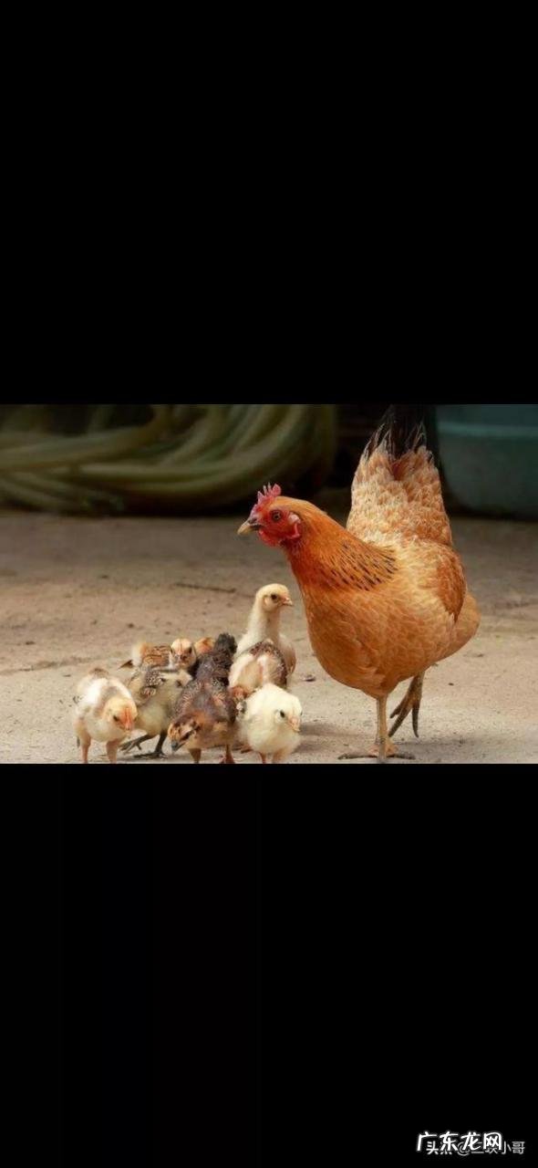 农村小成本养殖项目? 2020年适合农村养殖有哪些低成本项目?