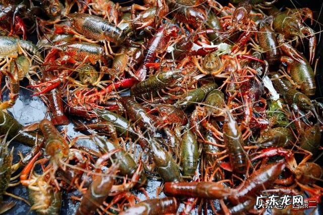 农村小成本养殖项目? 2020年适合农村养殖有哪些低成本项目?