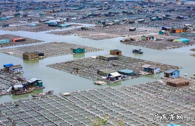 农村小成本养殖项目? 2020年适合农村养殖有哪些低成本项目?