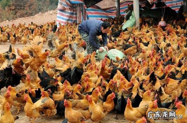 农村小成本养殖项目? 2020年适合农村养殖有哪些低成本项目?