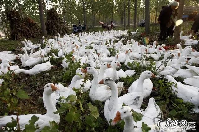 农民打工要不到钱应该怎么办? 现在有些农民都不去外面打工了,开始回到老家搞农业创业,你身边有成功的例子吗?