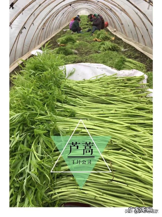 90后创业成功人士? 90后有在农村创业的嘛?