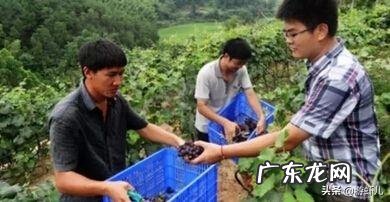 90后创业成功人士? 90后有在农村创业的嘛?