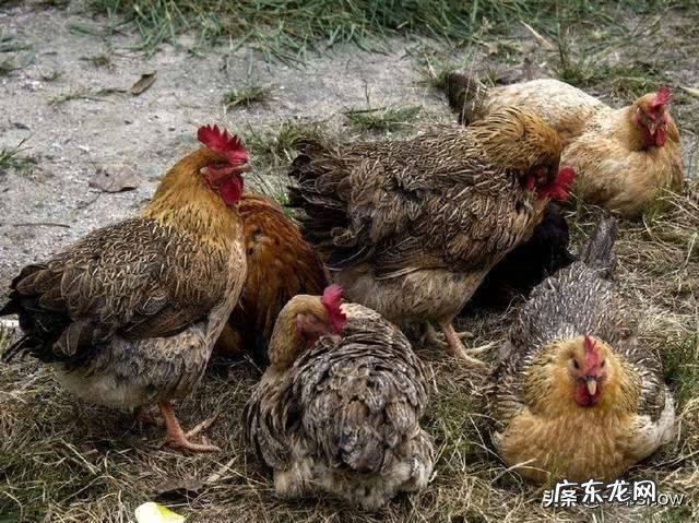 90后创业成功人士? 90后有在农村创业的嘛?