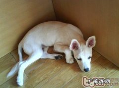 给小宠物剃完毛的善后处理难题