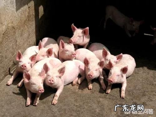 农村致富创业网? 你身边有好的农村创业典型吗?他们是如何成功的?