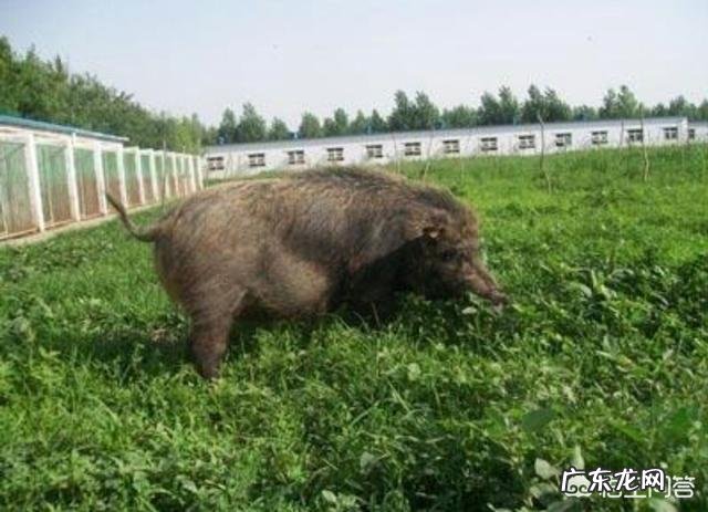 新农业创业项目? 2019年你会回农村老家创业吗?