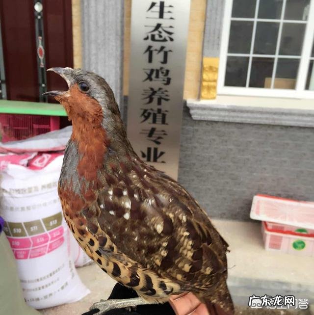 新农业创业项目? 2019年你会回农村老家创业吗?